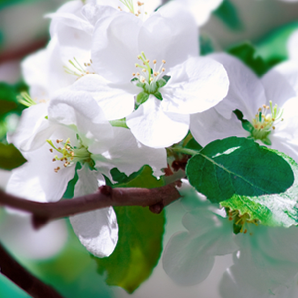 Search plant encyclopedia for trees or shrubs